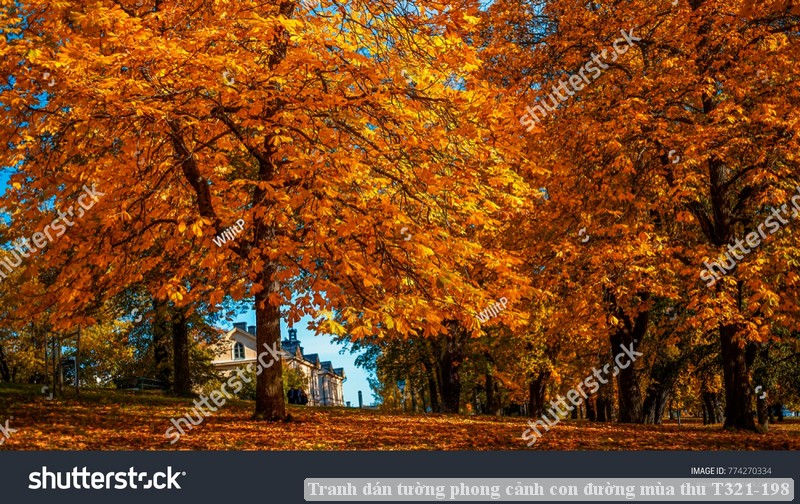 Tranh dán tường phong cảnh con đường mùa thu T321-198